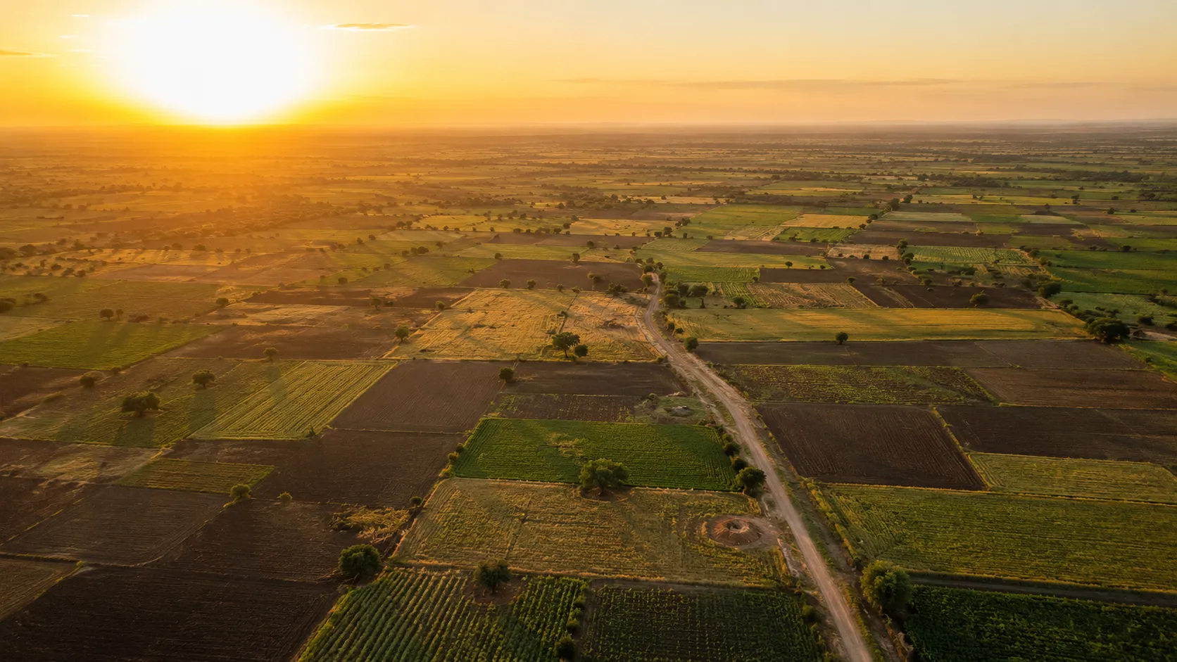 Turmeric and spice farmland in Marathwada, Maharashtra at golden hour
